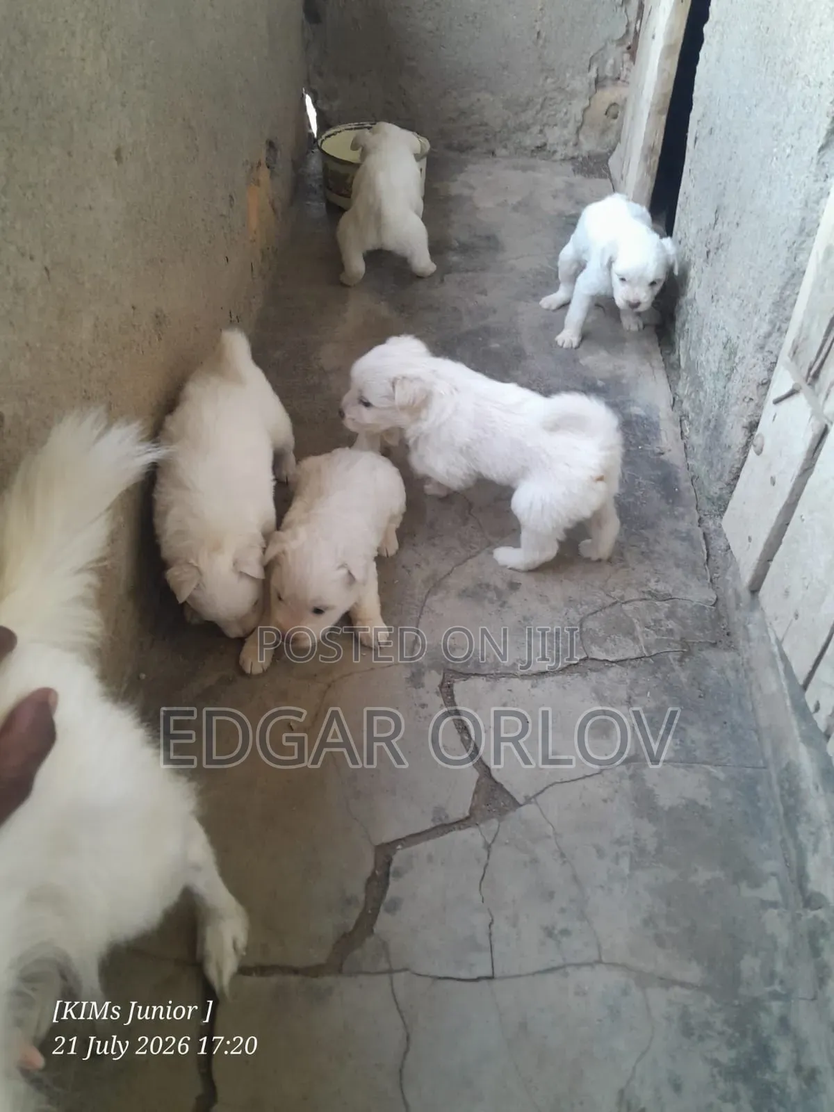 1-3 months Male Purebred Japanese Spitz