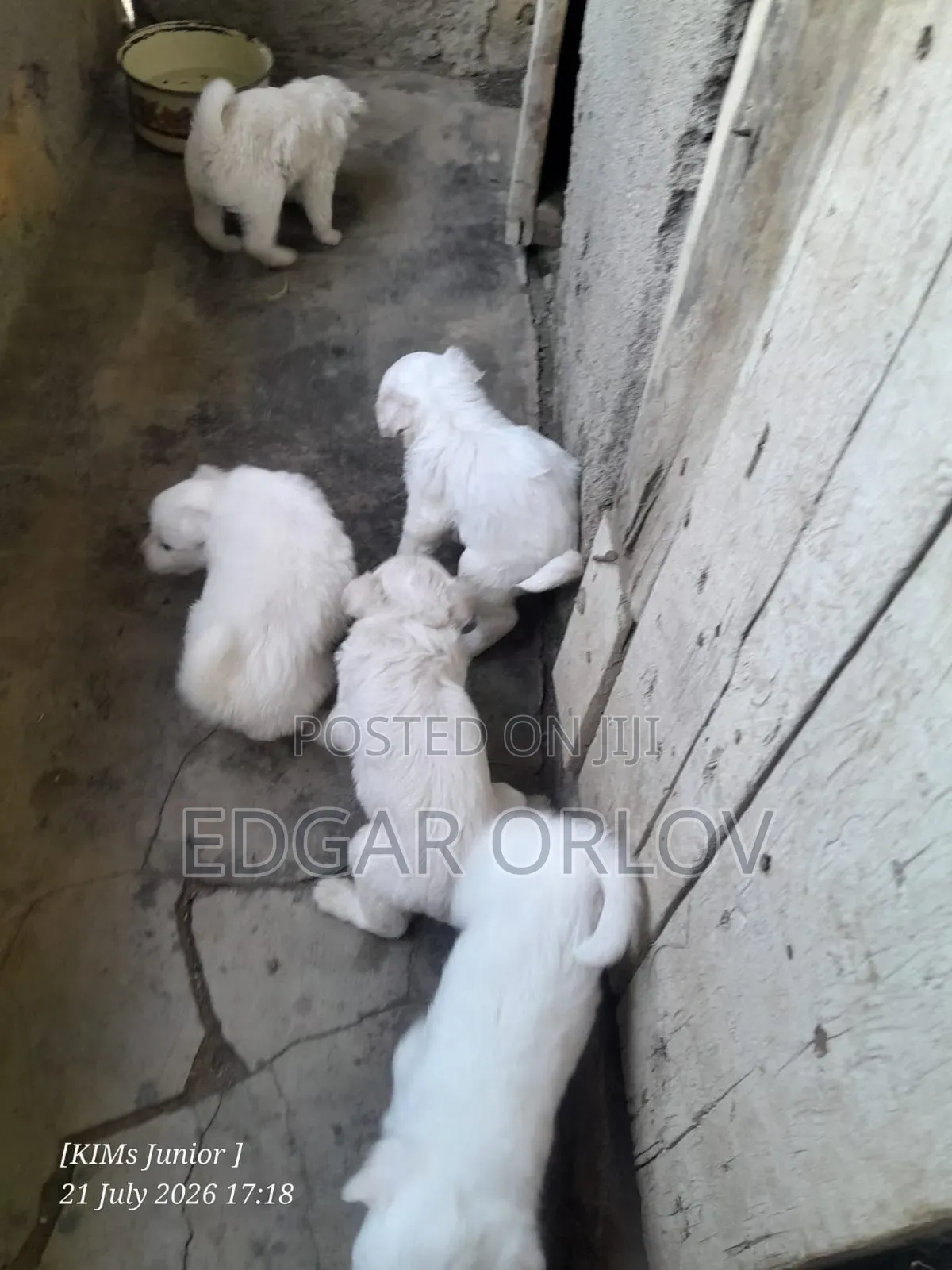 1-3 months Male Purebred Japanese Spitz