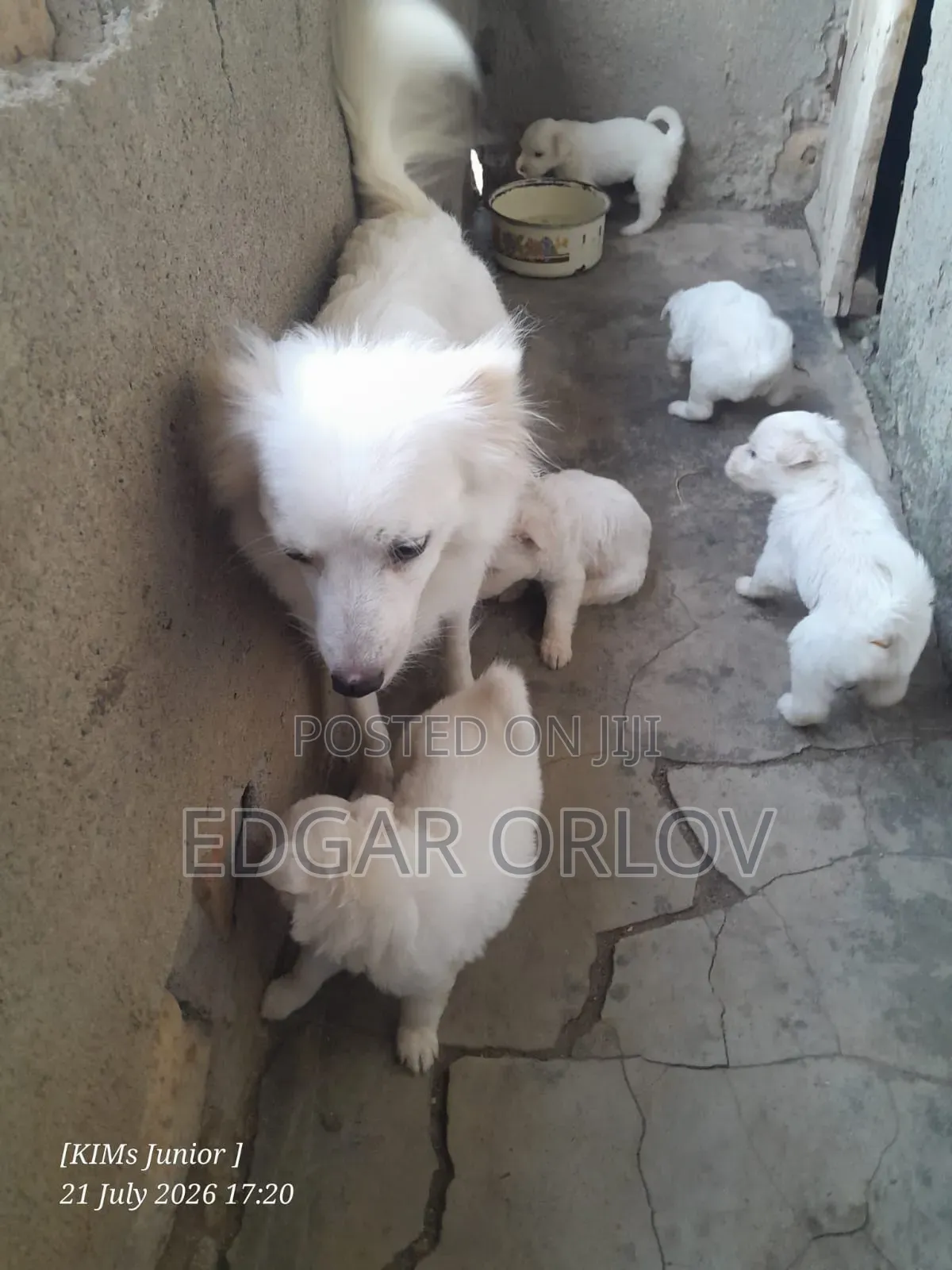1-3 months Male Purebred Japanese Spitz
