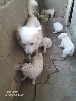1-3 months Male Purebred Japanese Spitz