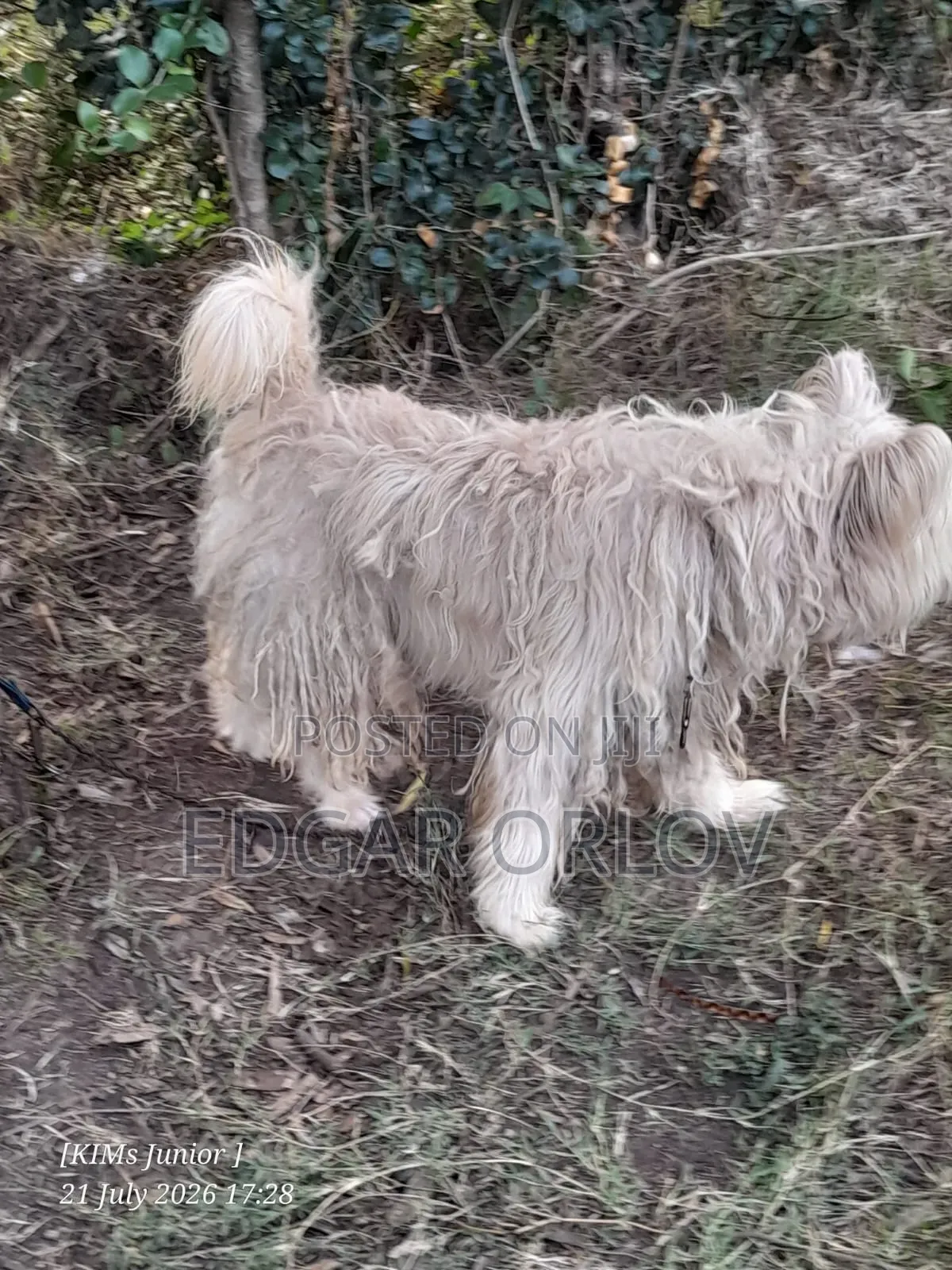 1-3 months Male Purebred Japanese Spitz