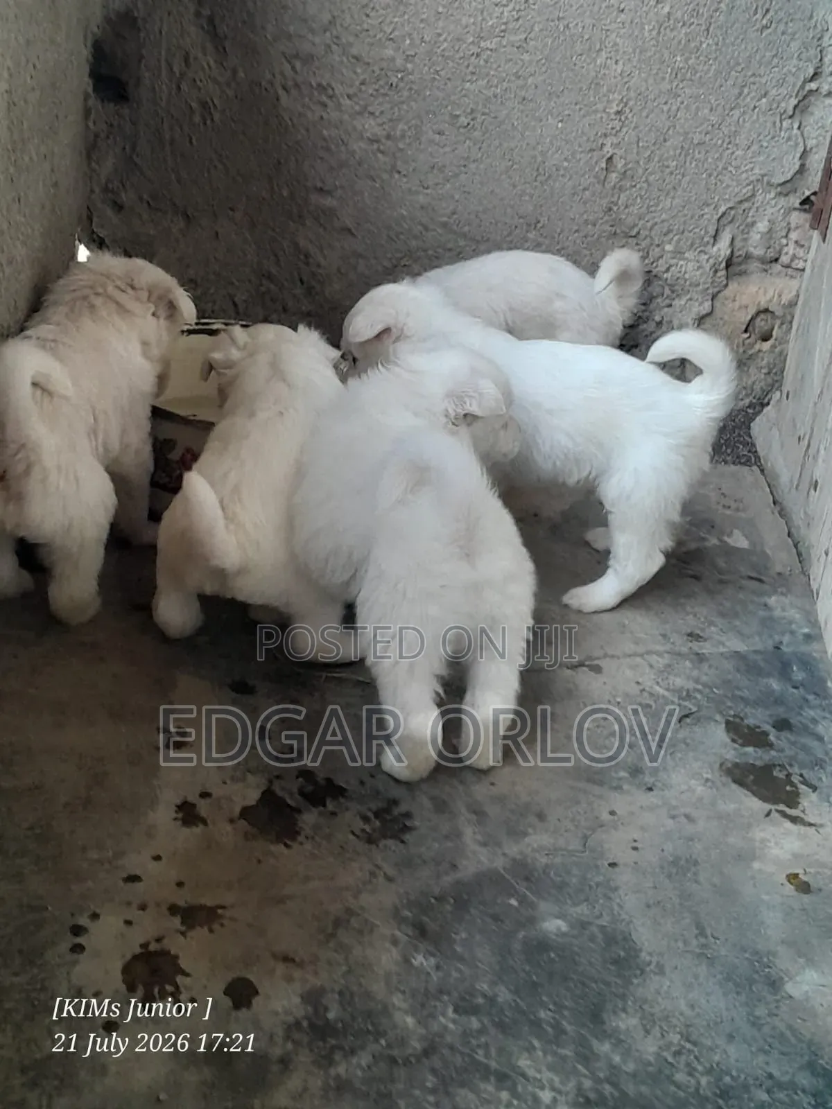 1-3 months Male Purebred Japanese Spitz