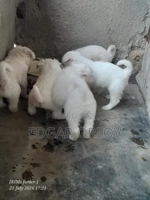 1-3 months Male Purebred Japanese Spitz