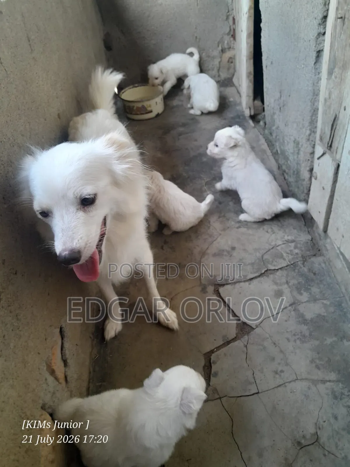 1-3 months Male Purebred Japanese Spitz