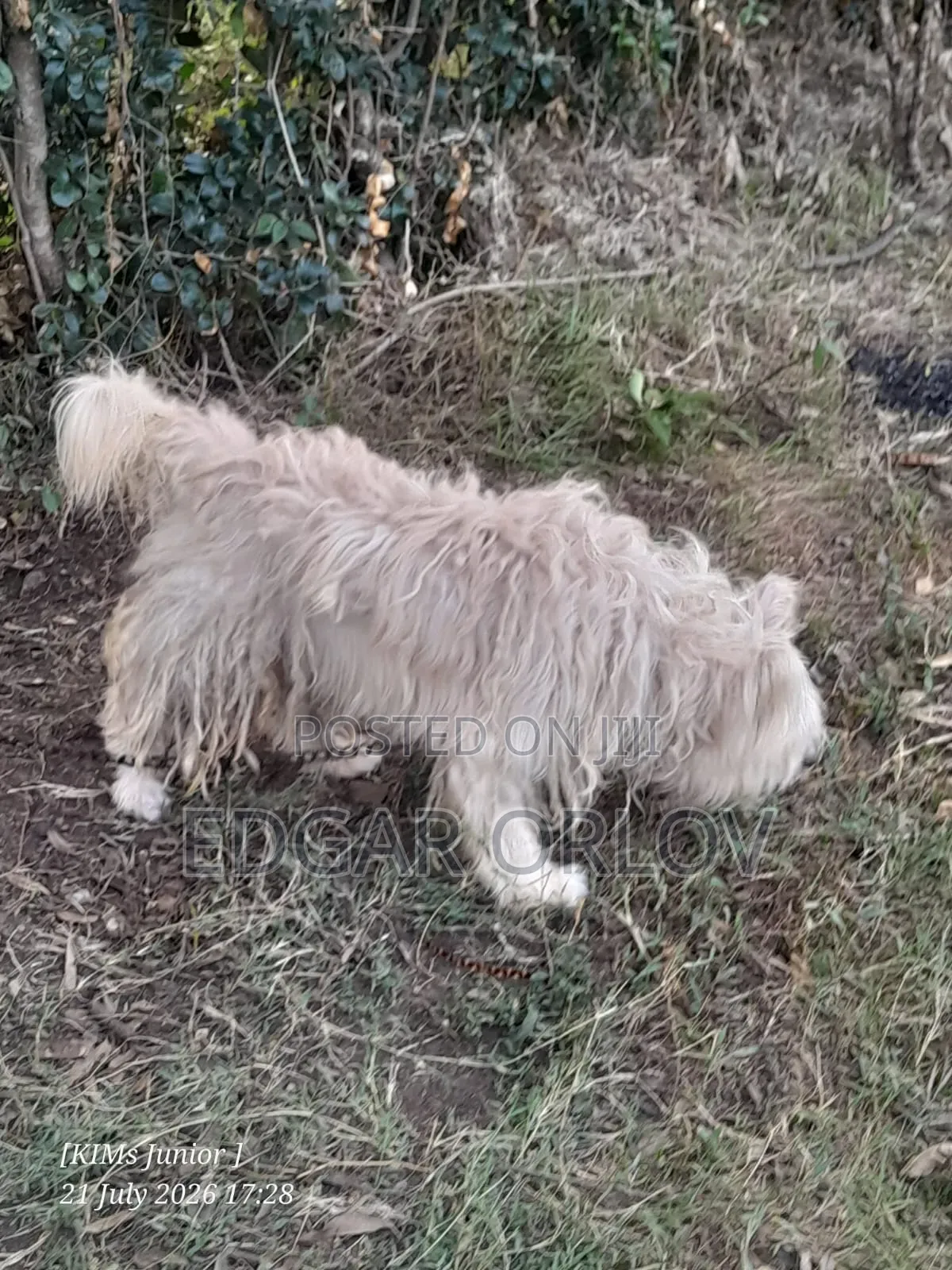 1-3 months Male Purebred Japanese Spitz