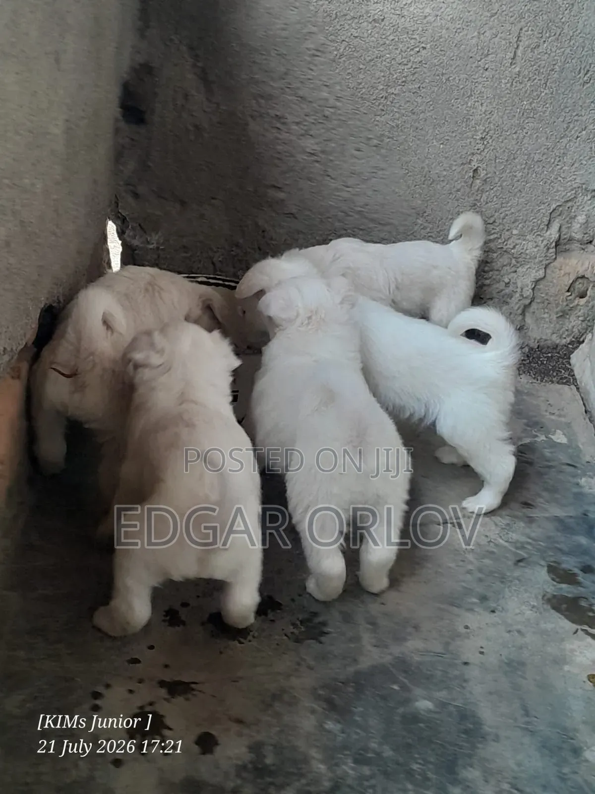 1-3 months Male Purebred Japanese Spitz