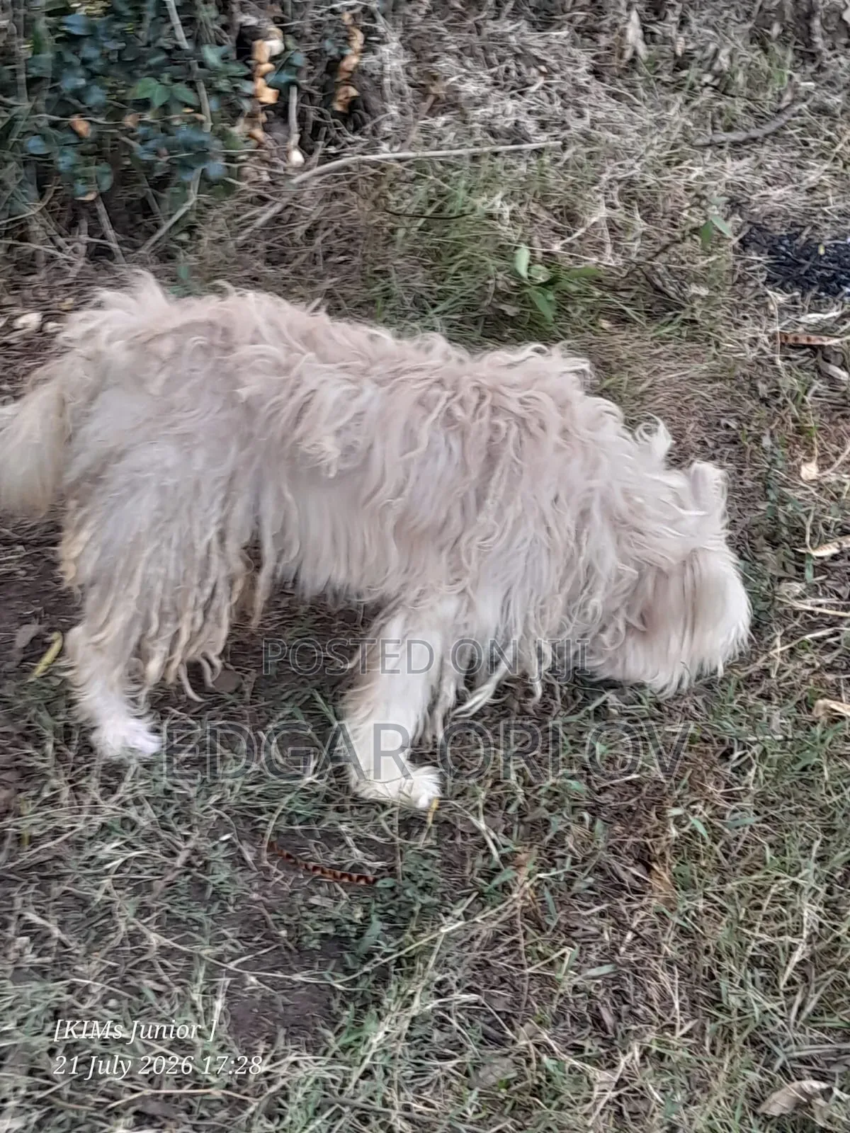 1-3 months Male Purebred Japanese Spitz