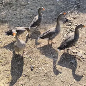 5 Mature Breeding Geese for Sale- Ready to Lay.