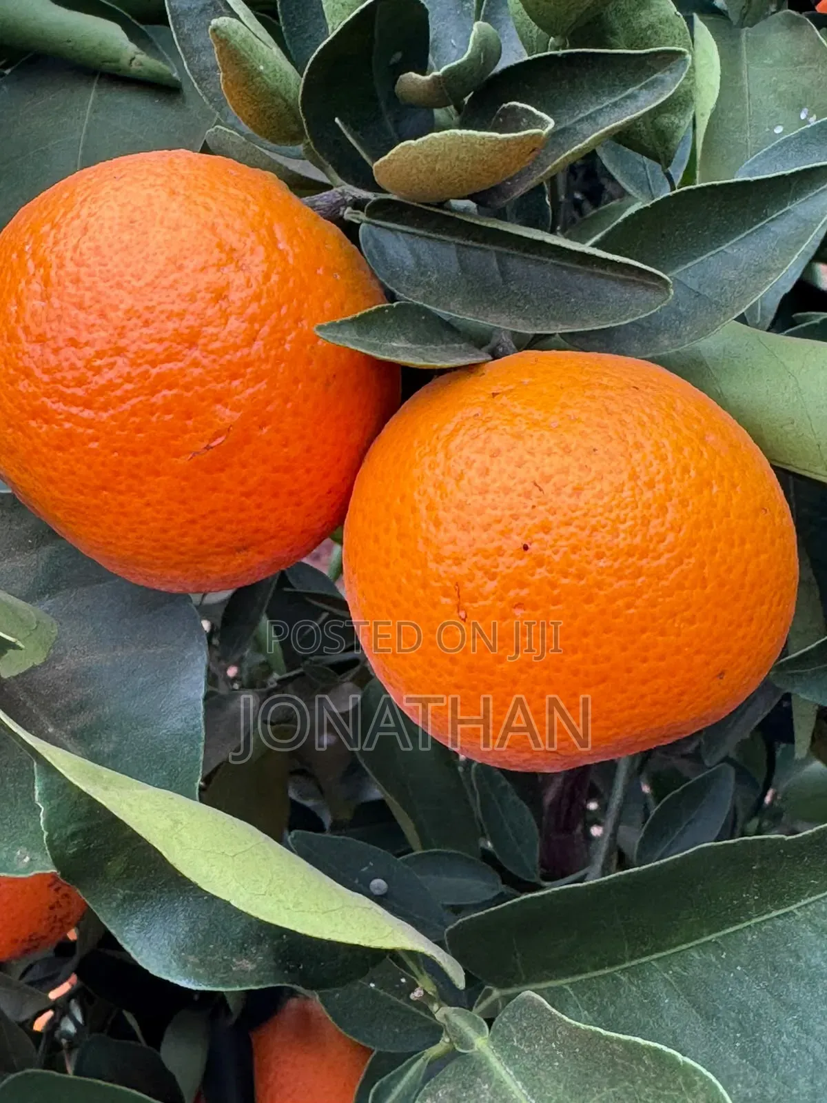 Pixies, Tangerine and Rough Skinned Lemons
