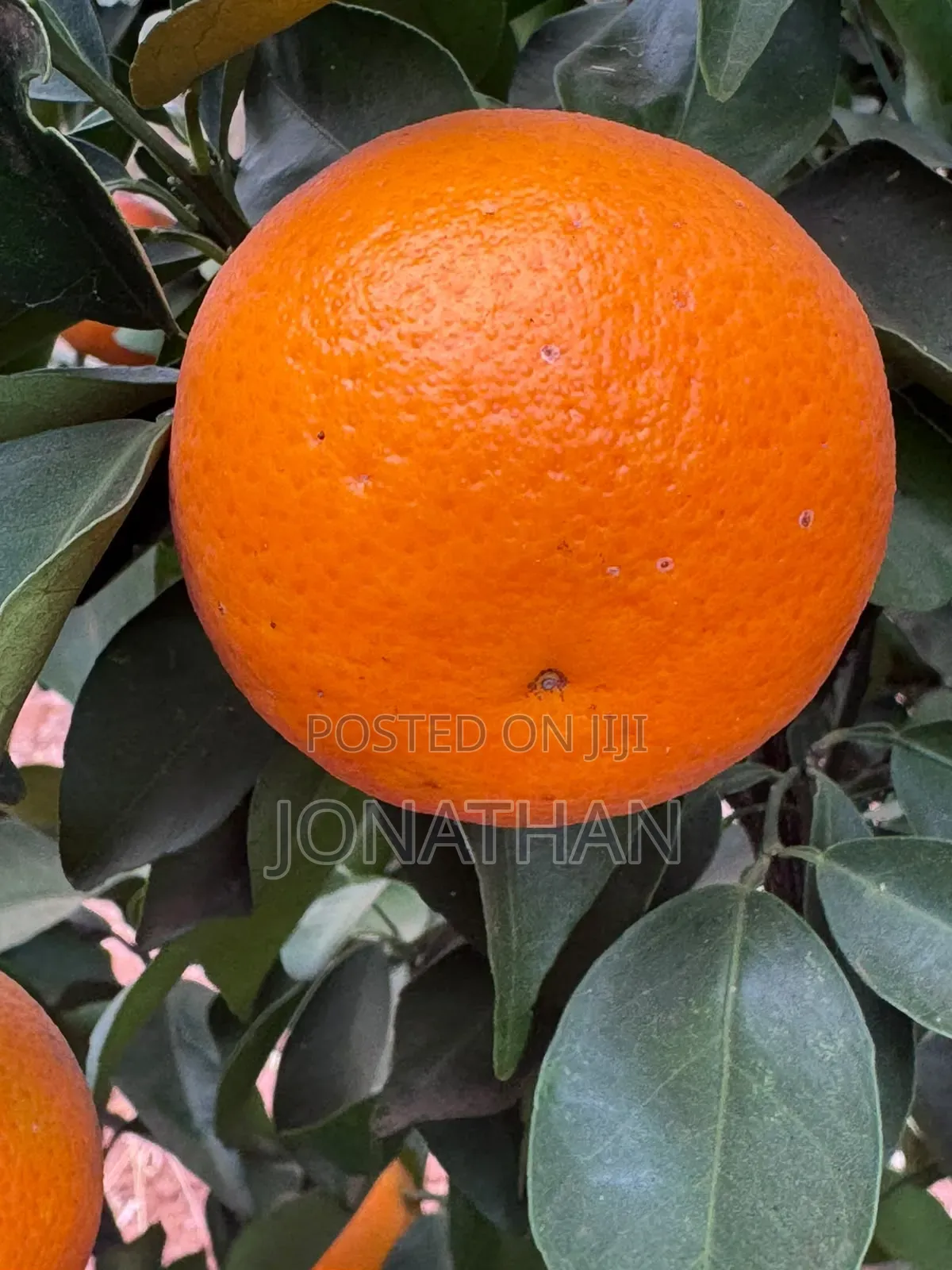 Pixies, Tangerine and Rough Skinned Lemons