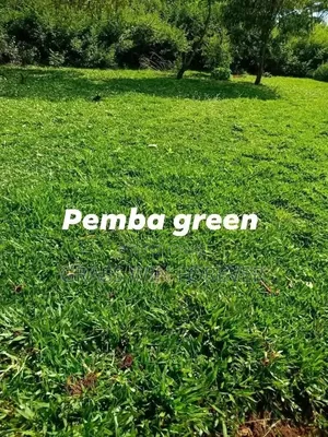 Arabic Grass Pemba Green Zibabwe Capet Grass Is Available