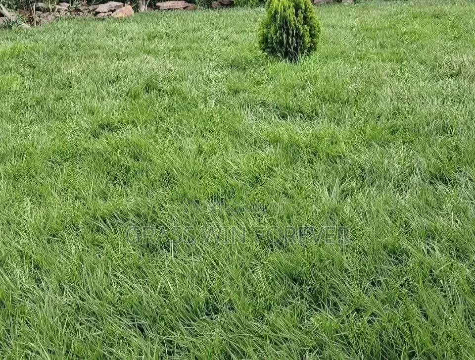 Arabic Grass Pemba Green Zibabwe Capet Grass Is Available
