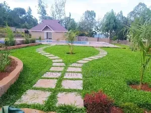 Arabic Grass Pemba Green Zibabwe Capet Grass Is Available
