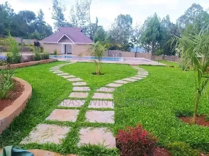 Arabic Grass Pemba Green Zibabwe Capet Grass Is Available
