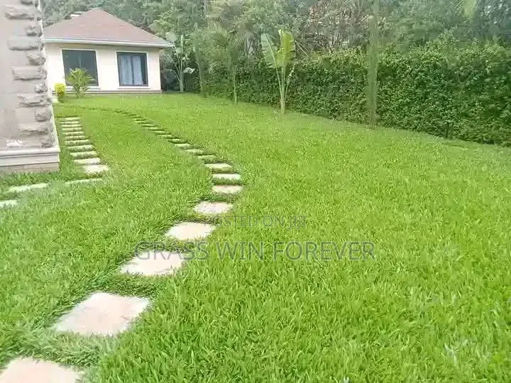 Arabic Grass Pemba Green Zibabwe Capet Grass Is Available