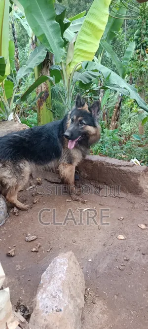 1+ year Male Purebred German Shepherd