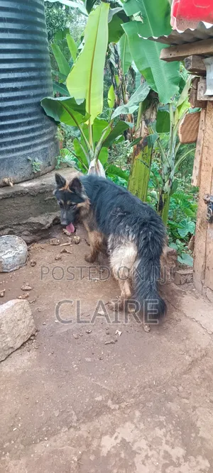 1+ year Male Purebred German Shepherd