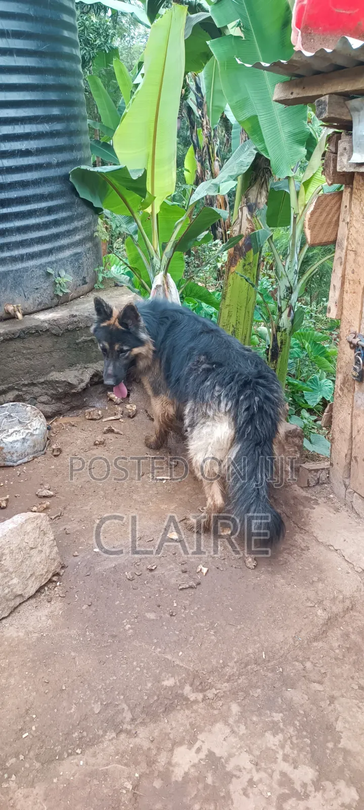 1+ year Male Purebred German Shepherd