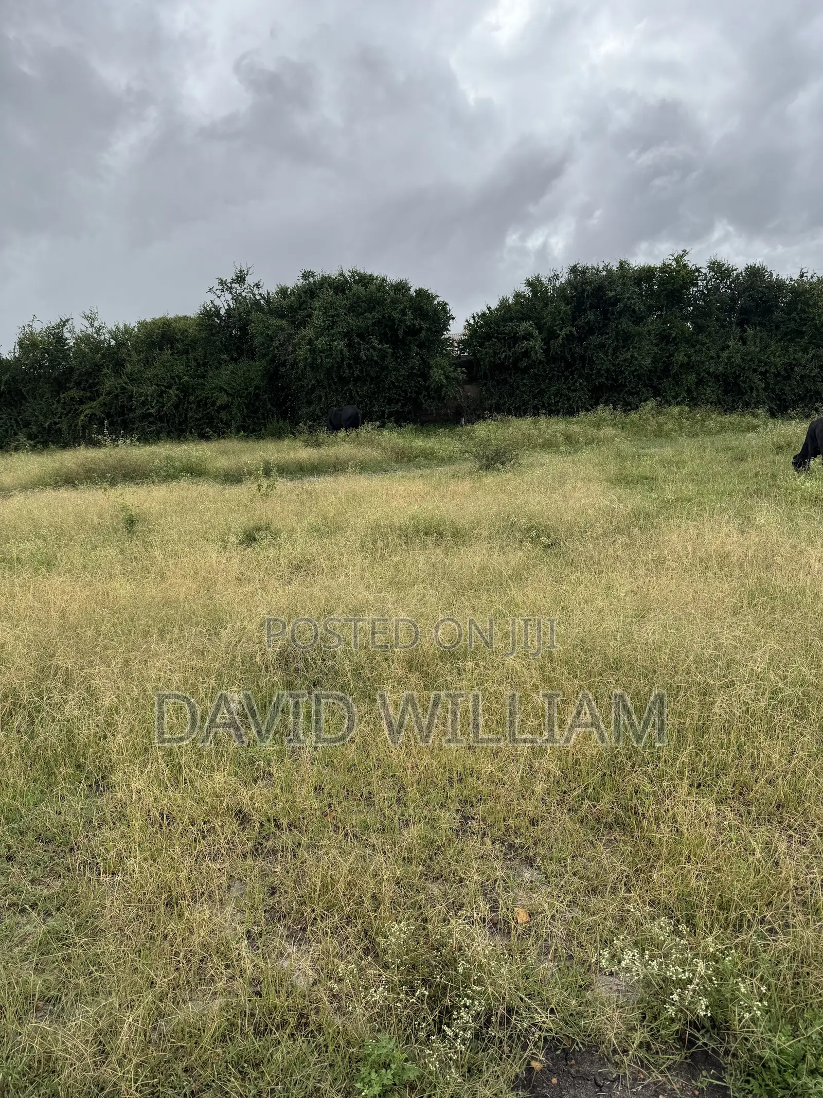 50X100 Plots for Sale in Kyumvi Area