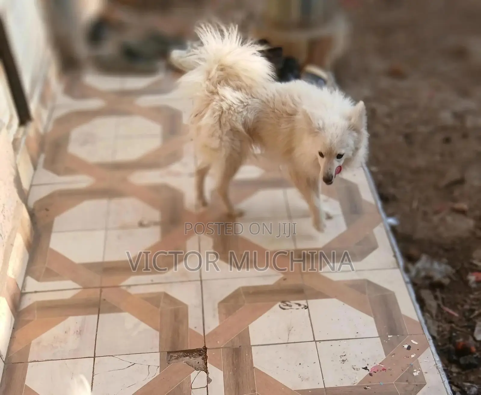6-12 months Male Purebred Japanese Spitz