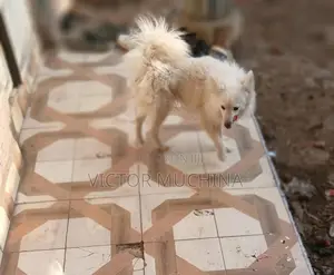 6-12 months Male Purebred Japanese Spitz