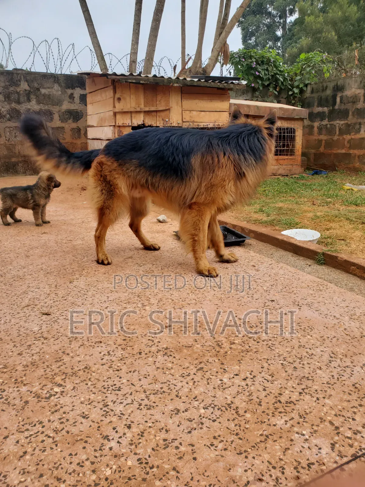 1-3 months Female Purebred German Shepherd