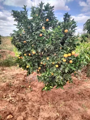 Pixies, Oranges, Tangerine Lemons