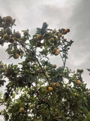 Pixies, Oranges, Tangerine Lemons