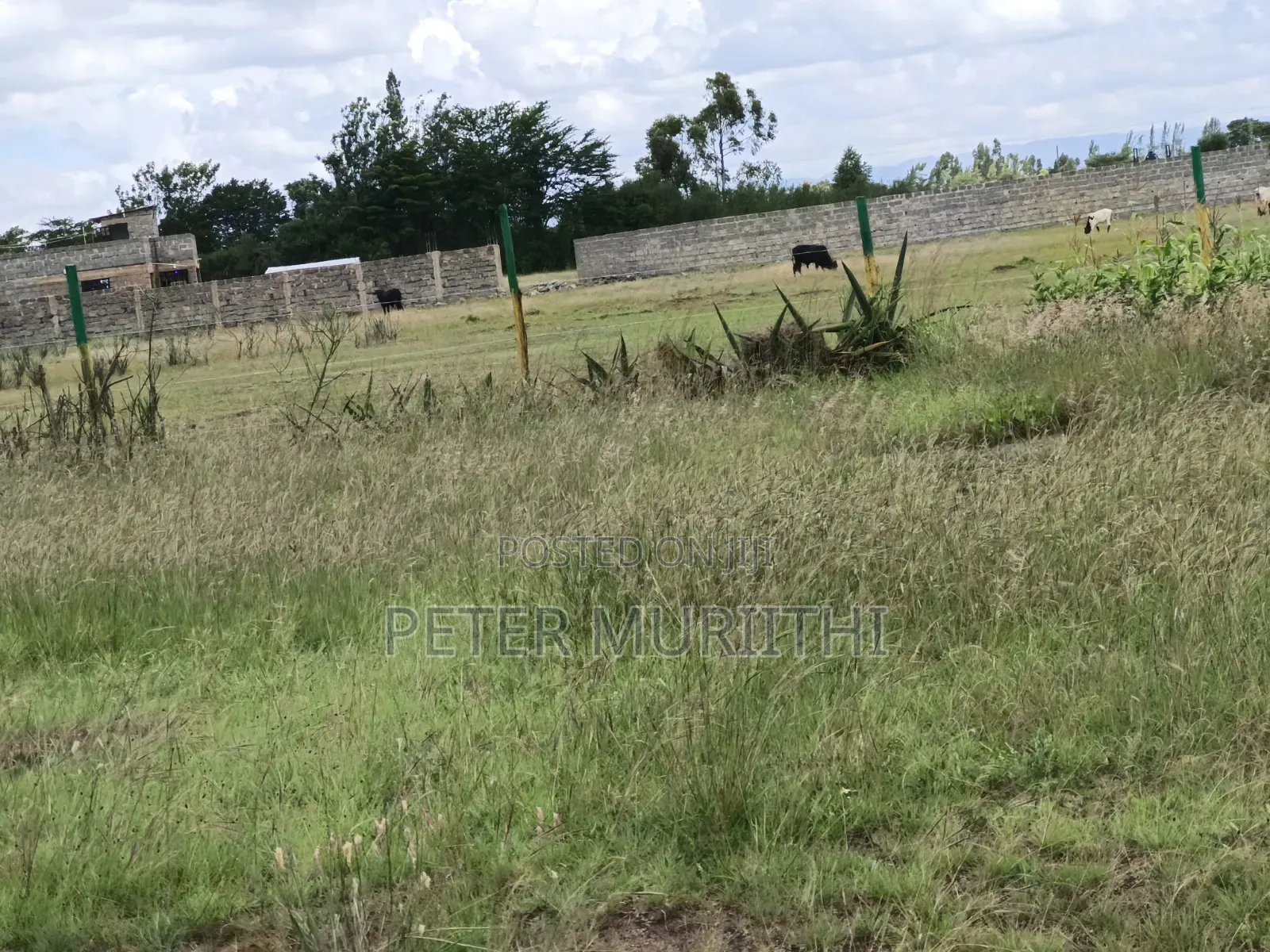Kilimambogo Affordable Plots