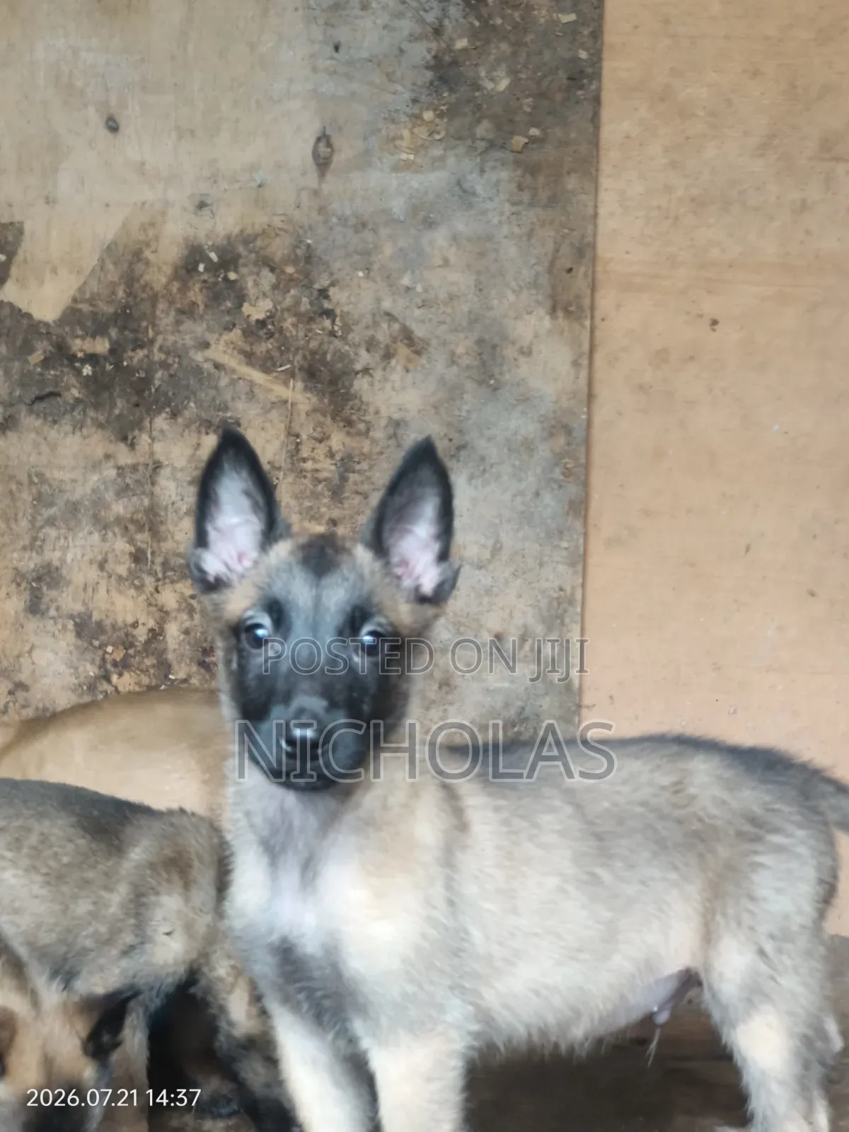 1-3 months Male Purebred Belgian Malinois