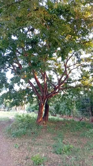 1/8 Acre Plot at Shamu Near Technical University of Mombasa Branch