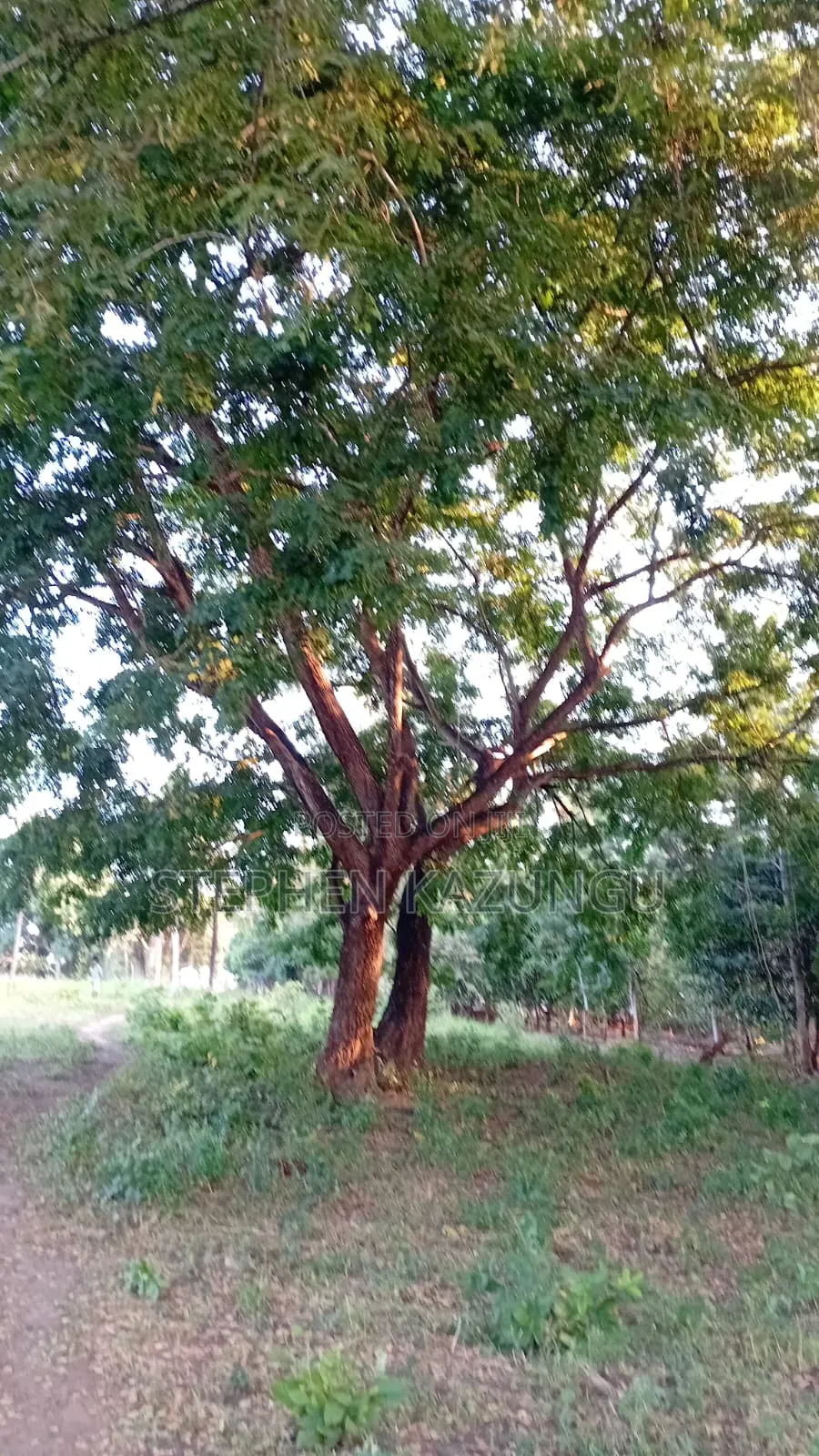 1/8 Acre Plot at Shamu Near Technical University of Mombasa Branch