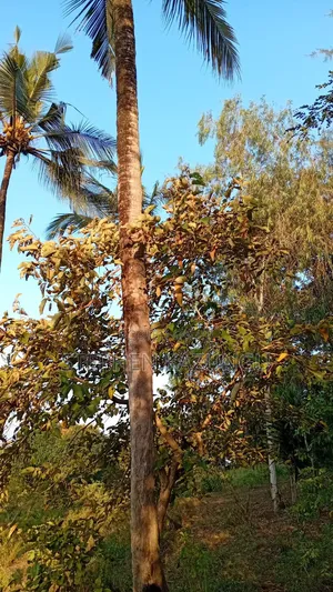 1/8 Acre Plot at Shamu Near Technical University of Mombasa Branch