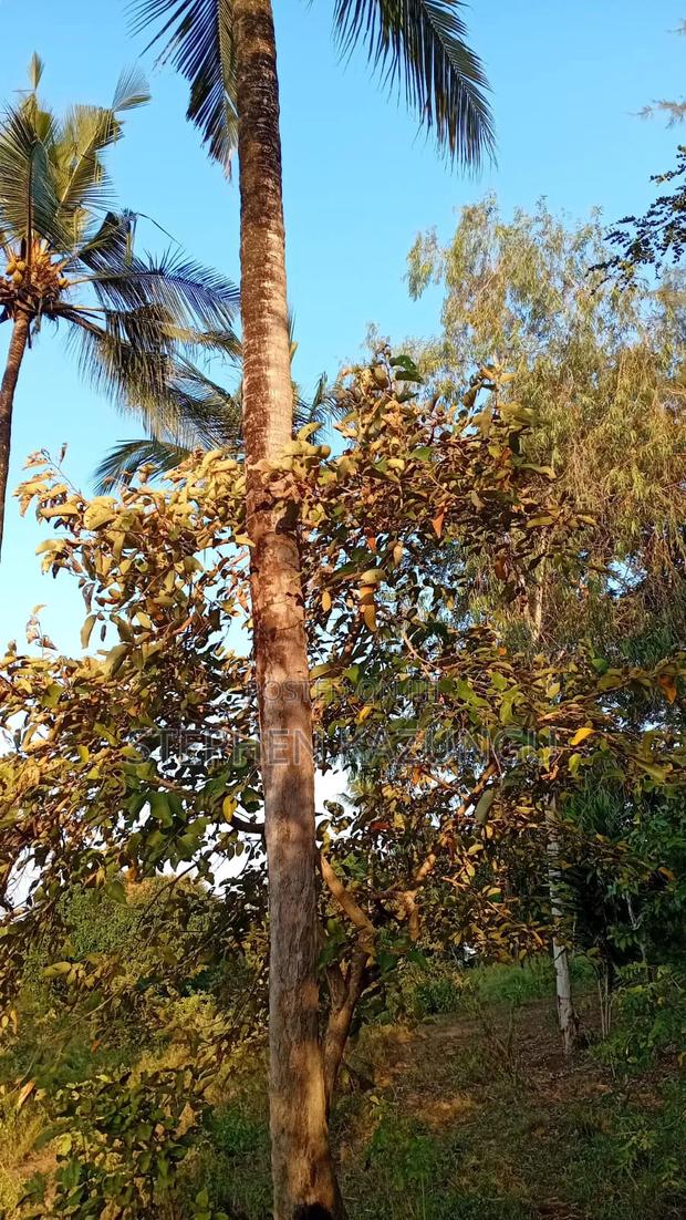 1/8 Acre Plot at Shamu Near Technical University of Mombasa Branch