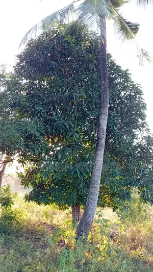 1/8 Acre Plot at Shamu Near Technical University of Mombasa Branch