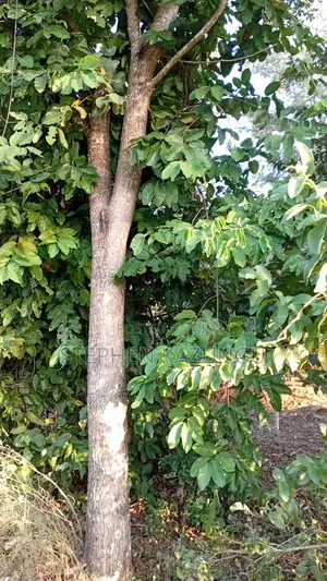 1/8 Acre Plot at Shamu Near Technical University of Mombasa Branch