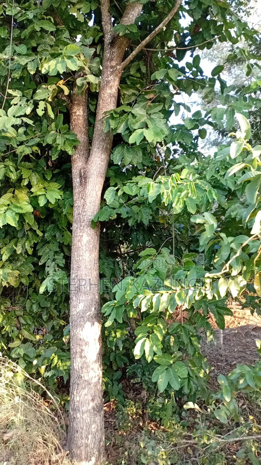1/8 Acre Plot at Shamu Near Technical University of Mombasa Branch