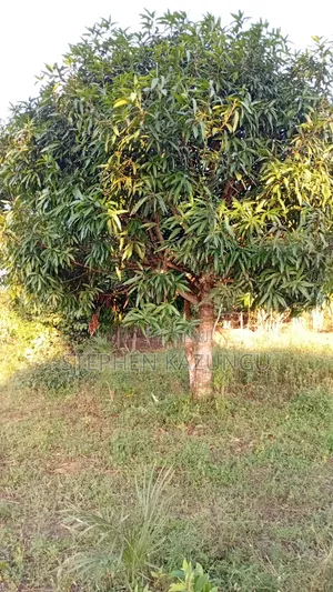 1/8 Acre Plot at Shamu Near Technical University of Mombasa Branch