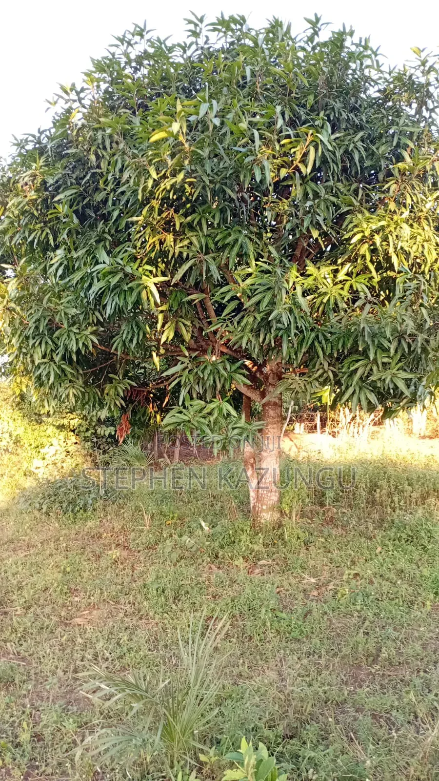 1/8 Acre Plot at Shamu Near Technical University of Mombasa Branch