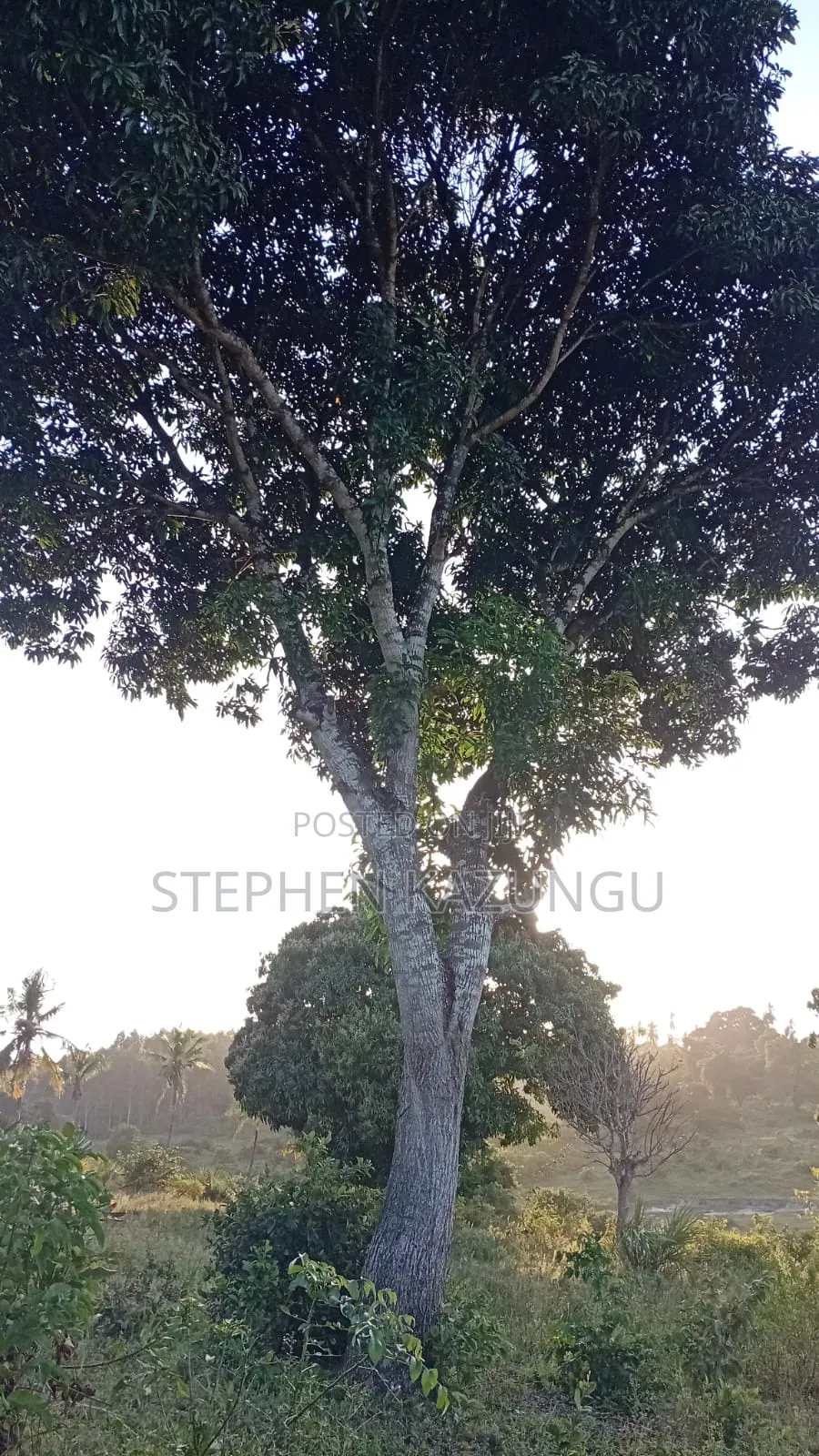 1/8 Acre Plot at Shamu Near Technical University of Mombasa Branch