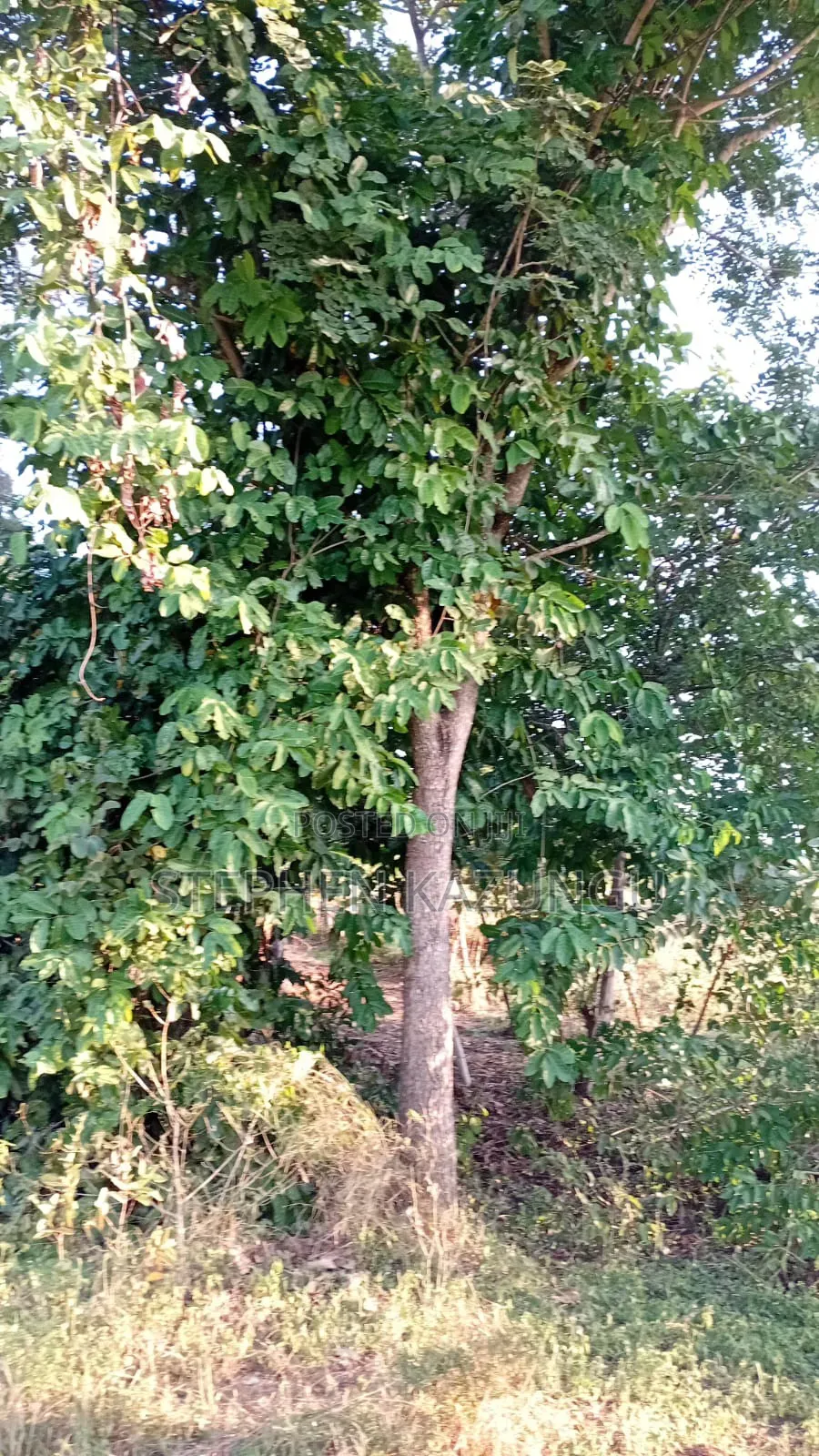 1/8 Acre Plot at Shamu Near Technical University of Mombasa Branch