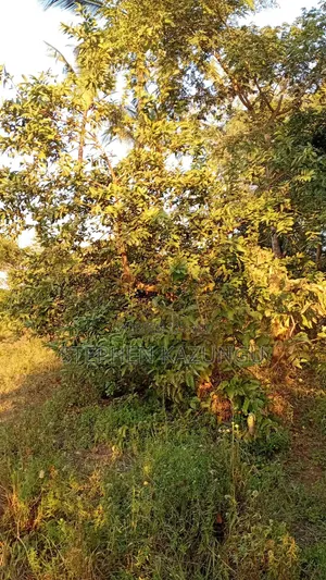 1/8 Acre Plot at Shamu Near Technical University of Mombasa Branch