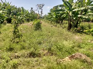 64x43meters Lakeside Farmland