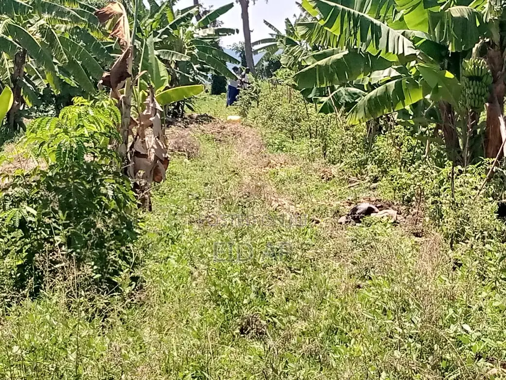 64x43meters Lakeside Farmland