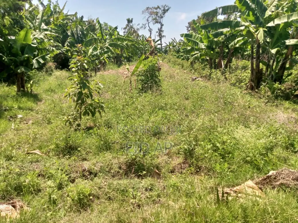 64x43meters Lakeside Farmland