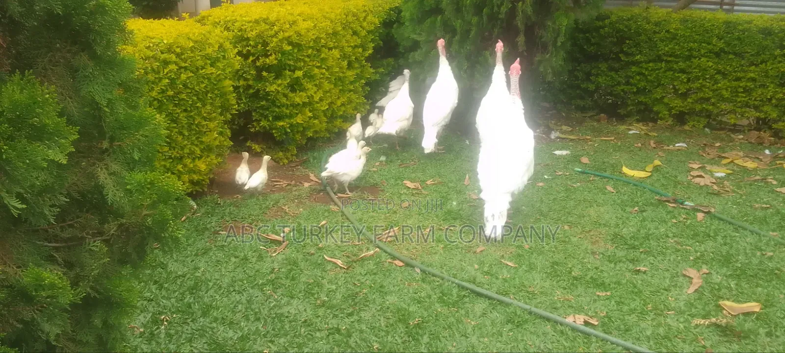 White Turkey Birds(Ornamental Birds)