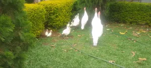 White Turkey Birds(Ornamental Birds)