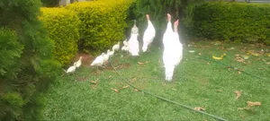 White Turkey Birds(Ornamental Birds)