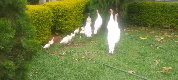 White Turkey Birds(Ornamental Birds) - thumbnail 3