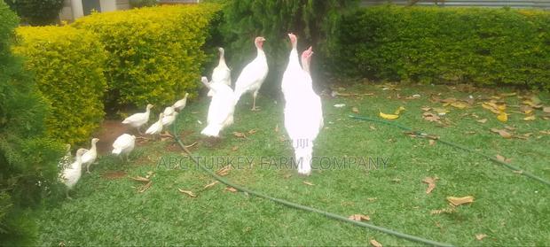 White Turkey Birds(Ornamental Birds) - thumbnail 4